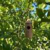 💕Wooden Hummingbird House-Gift for Nature Lovers