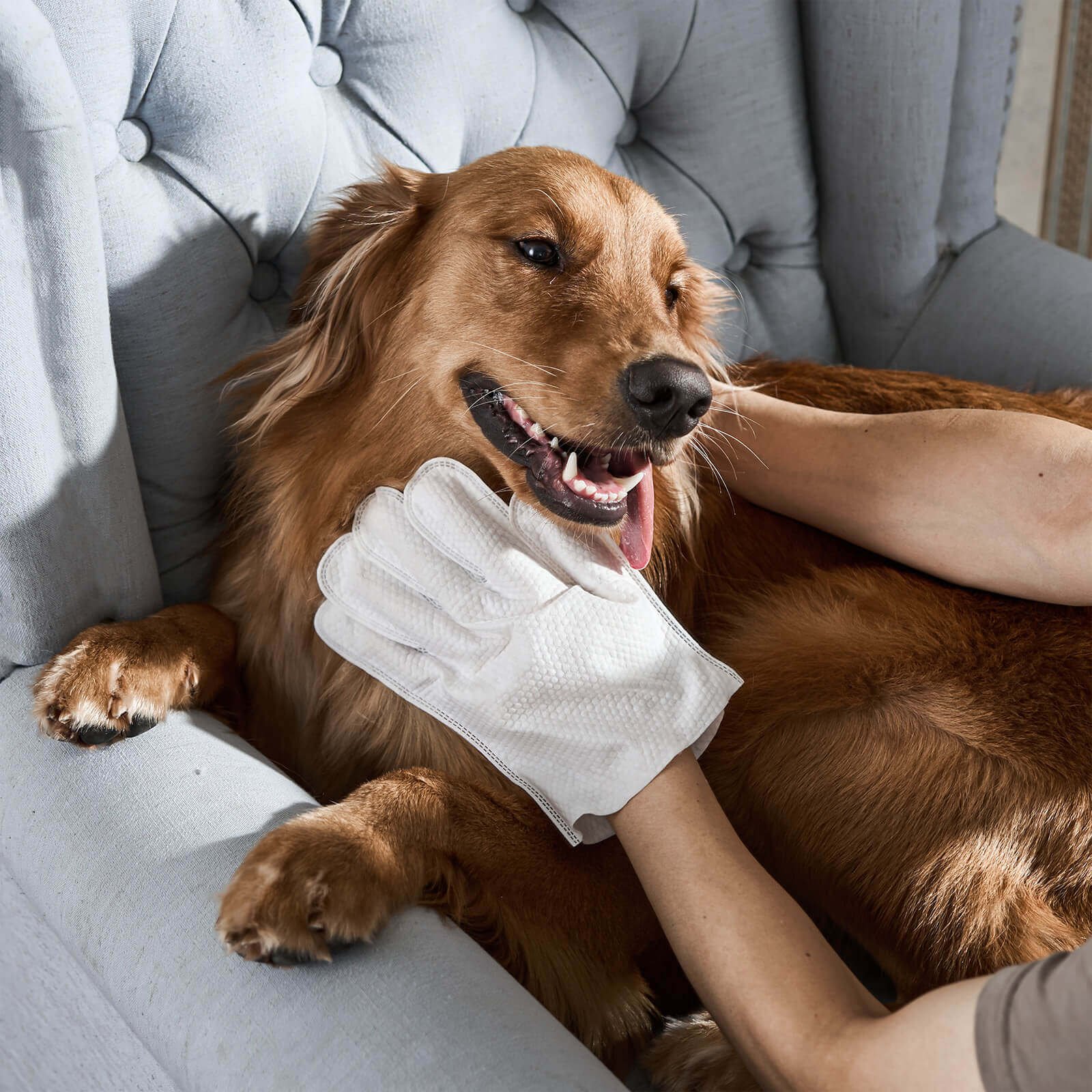 💥LAST DAY SALE 50% OFF💥Odor-Removing Pet Grooming Gloves