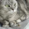 Pet Fur Memory Capsule Keychain