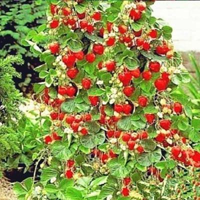 Last Day Sale 50% Off - 🔥Strawberry Tree Seeds⚡Free shipping for three items