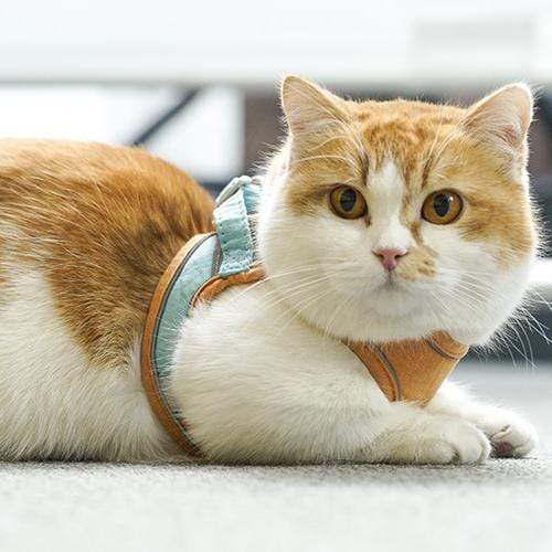 ⚡⚡Last Day Promotion 48% OFF - Luminous Cat Vest Harness and Leash Set（⚡⚡BUY 2 FREE SHIPPING）