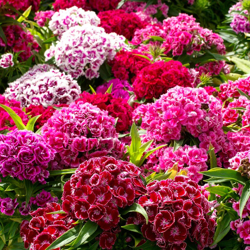🔥Last Day Promotion 70% OFF - Mixed Dianthus/Sweet William Seed