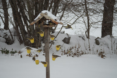 Ferris Wheel Bird Feeder