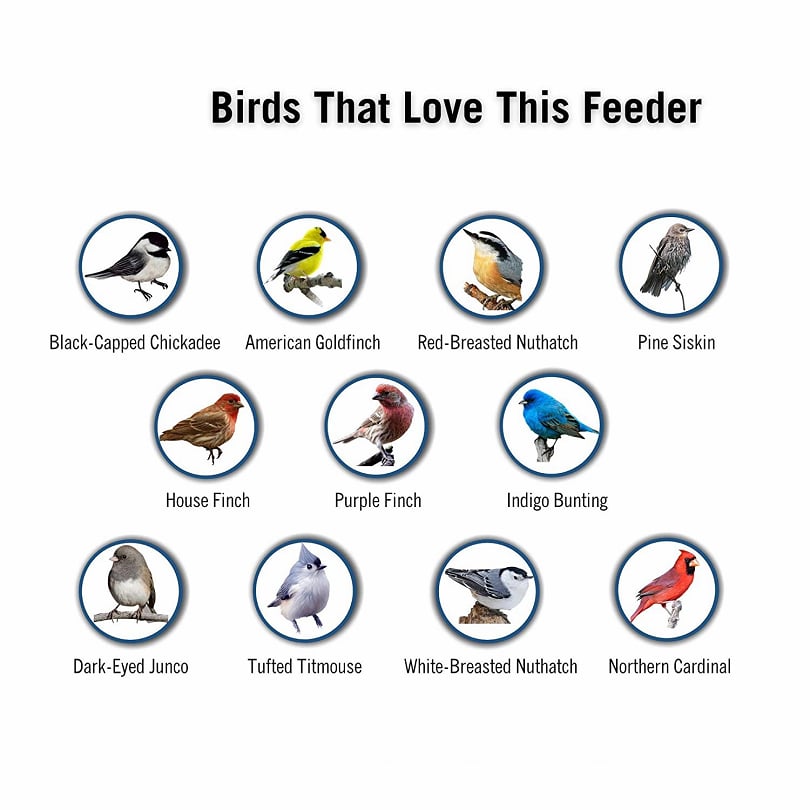 💥New Spring 2023-70% OFF💥100% Squirrel-Proof Bird Feeder-Buy 2 Free VIP Shipping