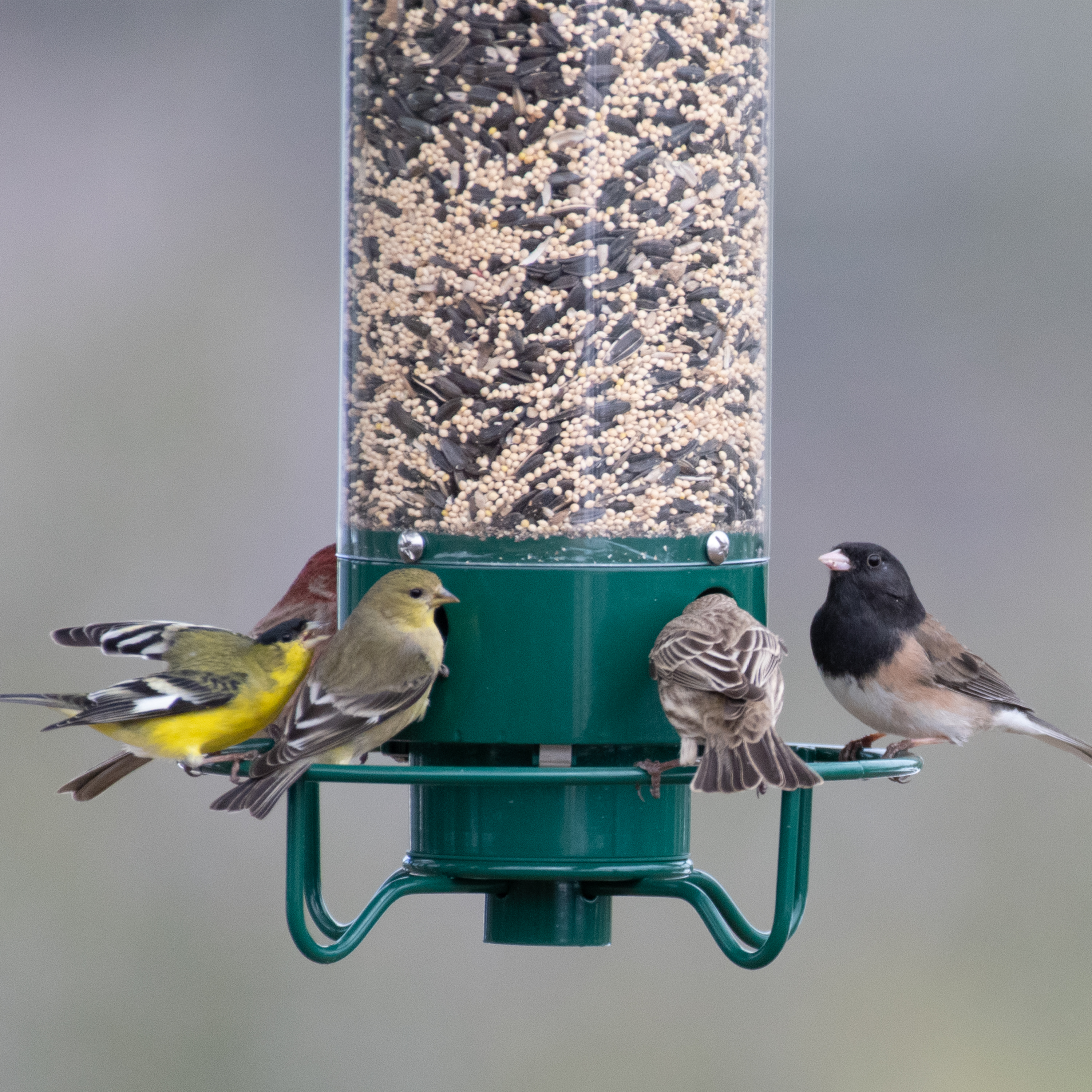 💥New Spring 2023-70% OFF💥100% Squirrel-Proof Bird Feeder-Buy 2 Free VIP Shipping