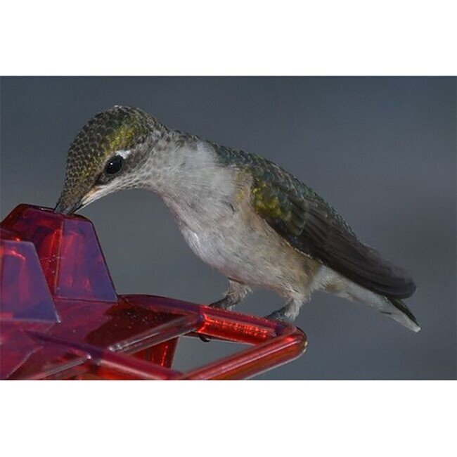 🔥Last Day Promotion 50% OFF🔥-Hummingbird Feeder(BUY MORE SAVE MORE)