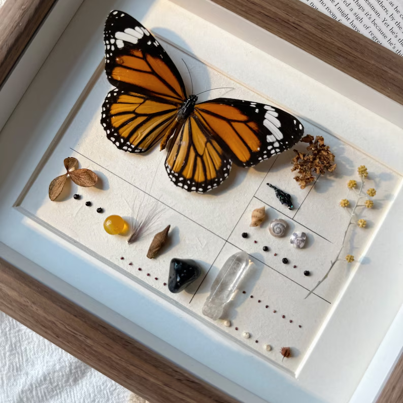 Diy Framed Butterfly Decoration Kit