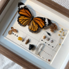 Diy Framed Butterfly Decoration Kit