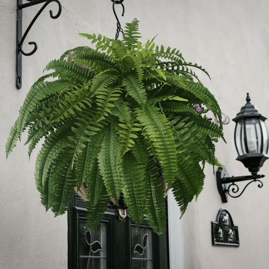 🔥 $9.98 On Sale Today Only 🌱 UV-Resistant Lifelike Artificial Boston Fern