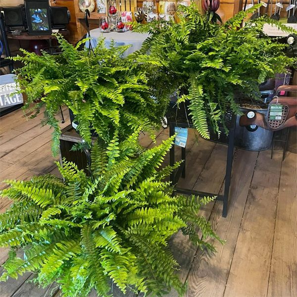 💥Last Day 75% OFF--UV Resistant Lifelike Artificial Boston Fern