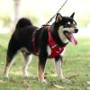 Vente chaude - 49% de réduction🔥Harnais anti-traction pour chien🐾🐾