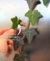 🎄TikTok Christmas Sale - 70% OFF✨Ivy Fridge Magnet with Articulating Stems