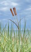 ⏰Historical Lowest Price: Save 49%-Copper Cattail Wind Chimes