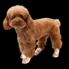 👑Best Selling Self-Adhesive Pet Bandage Shoes🐾