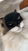 🦇🐱Bat Cat Avenger Mask