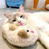 (Last Day Promotion - 48% OFF) Cat Lovely Cozy Pillow, BUY 3 GET 3 FREE & FREE SHIPPING