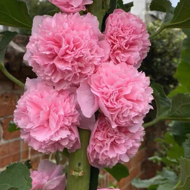 Last Day Promotion 70% OFF - 🔥Double Hollyhock Seeds⚡Buy 2 Get Free Shipping