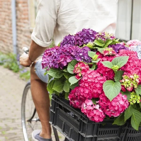 Flores De Hortensias Artificiales Al Aire Libre💐