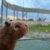 ⚡⚡Last Day Promotion 48% OFF - CapybaraPlush - Fluffy & Cute Plushie