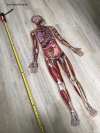 Kid's 100 Piece Human Body Floor Puzzle