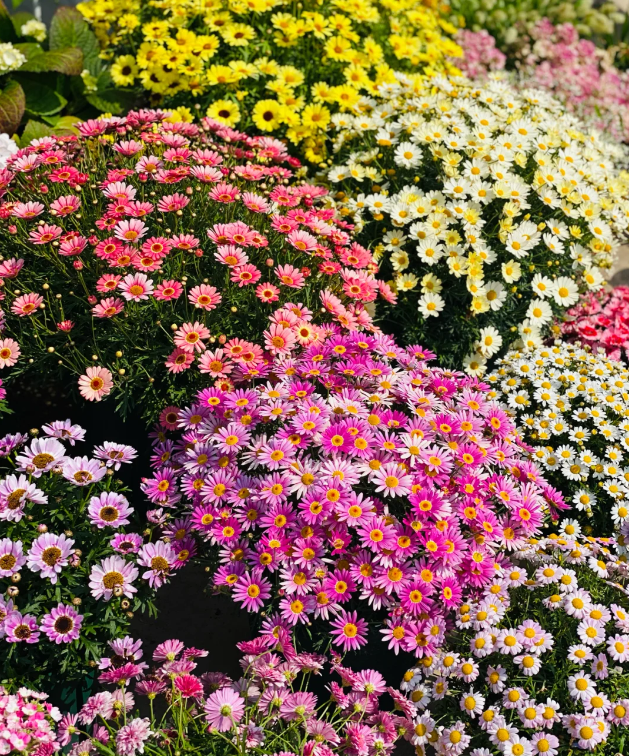 Last Day Sale 50% Off - 🔥Pyrethrum Daisy Seeds⚡Buy 1Get 1