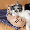 (Last Day Promotion - 48% OFF) Cat Lovely Cozy Pillow, BUY 3 GET 3 FREE & FREE SHIPPING