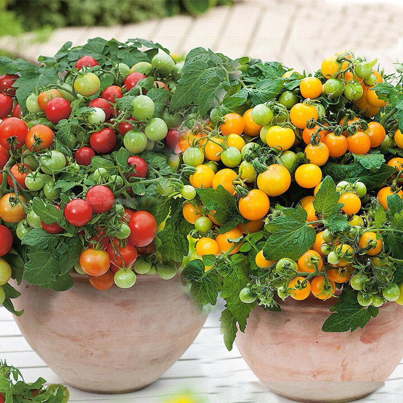 🔥Last Day Promotion 50% OFF🔥Colorful Dwarf Tomatoes-Four Seasons Potted Plants