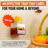 💥LAST DAY SALE 50% OFF💥Fruit Fly Trap⚡BUY 3 GET 1 FREE