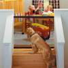 (🔥Clearance Sale - 65% OFF) Portable Kids&Pets Safety Door Guard- Buy 2 Get Free Shipping!