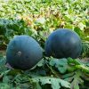 Last Day Sale 50% Off - 🔥Black Crown Watermelon Seeds⚡Free shipping for two items