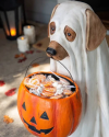 (🎃Halloween Hot Sale 65% OFF🎃) GHOST DOG CANDY BOWL