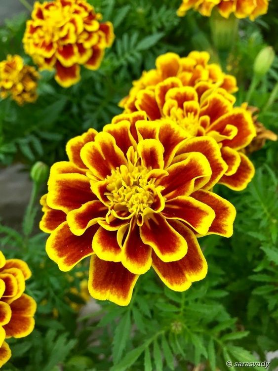 Last Day Sale 50% Off - 🔥Marigold Seeds-Easily Mixed Colors for All Seasons⚡Two pieces of free shipping