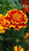 Last Day Sale 50% Off - 🔥Marigold Seeds-Easily Mixed Colors for All Seasons⚡Two pieces of free shipping