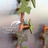 🎁Last Day Sale - 70% OFF🎉3D Printed Magnetic Ivy Faux Plant Fridge Magnet