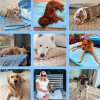 ⏰LAST DAY SALE 50% OFF🐾❄️Dog Cooling Mat (4x more effective)