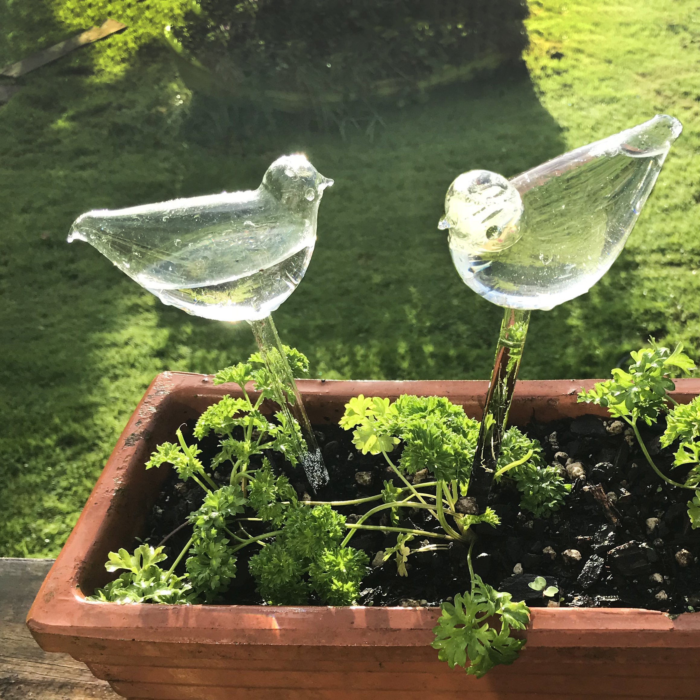 (Mother's Day Sale- 48% OFF)Self-Watering Plant Glass Bulbs - Buy 4 Get Extra 10% OFF & Free Shipping