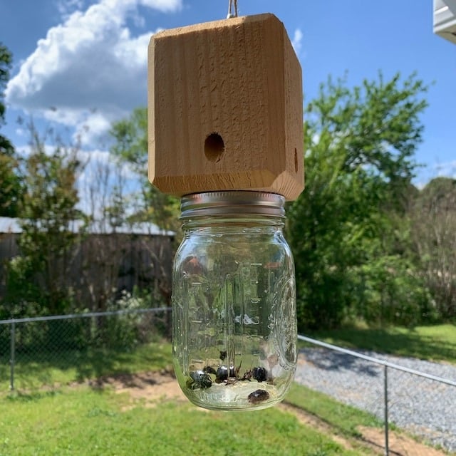 ✨Hot Sale 50% OFF--🔥Best Carpenter Bee Trap