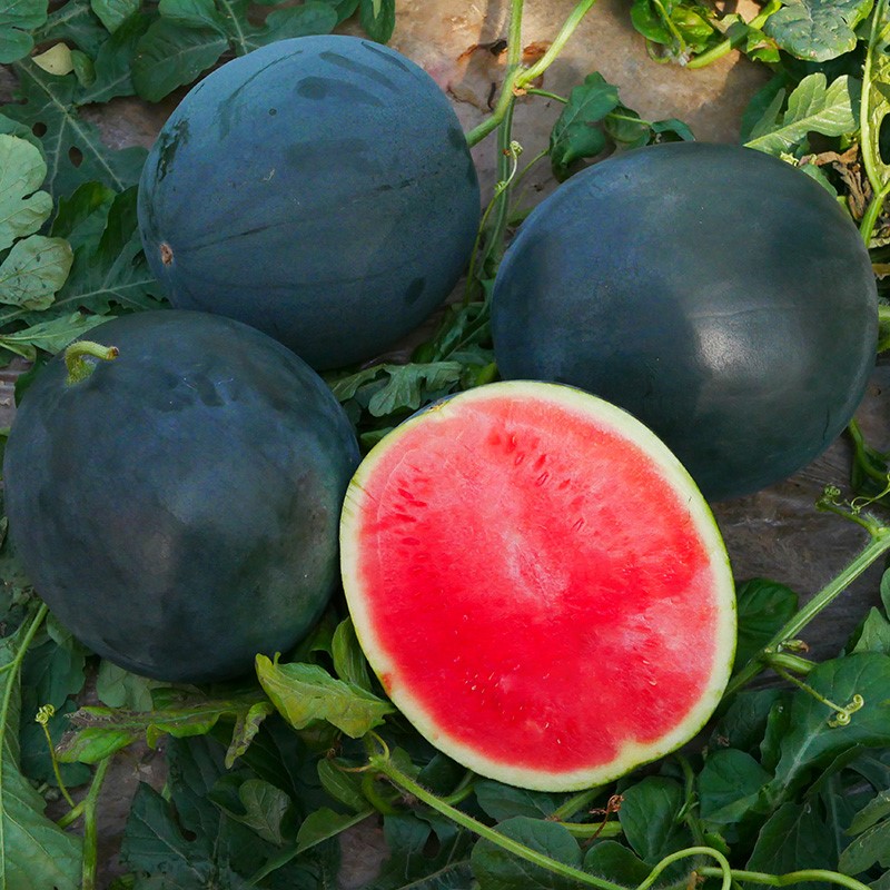 Last Day Sale 50% Off - 🔥Black Crown Watermelon Seeds⚡Free shipping for two items