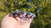 RatRage Surface Crankbait – 3.5