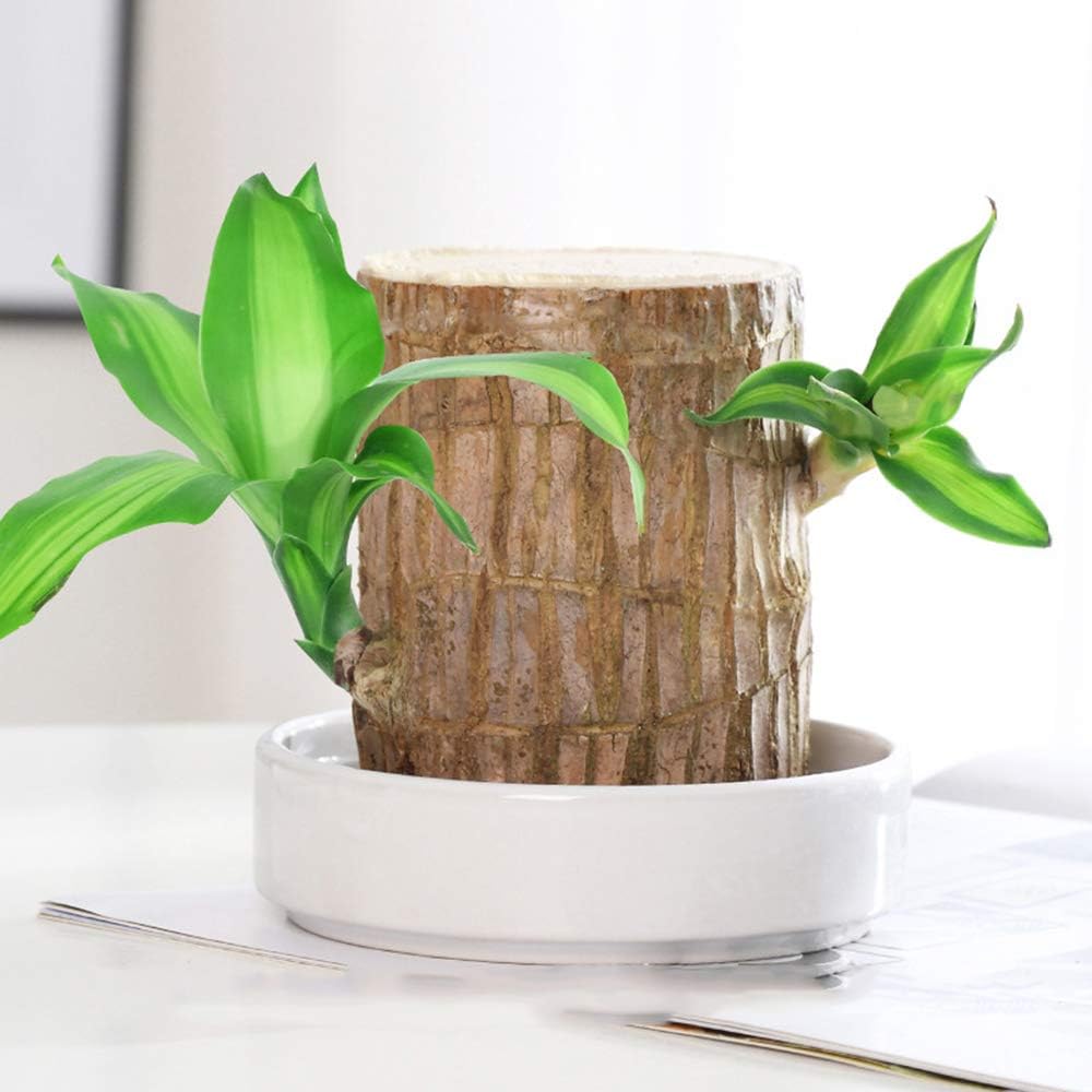 ⚡Last Day Sale - Lucky Brazil Wood Potted Plant