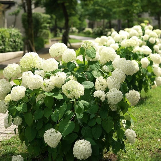🔥Last Day Promotion 50% OFF💐Outdoor Artificial Hydrangea Flowers