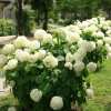 🔥Last Day Promotion 50% OFF💐Outdoor Artificial Hydrangea Flowers