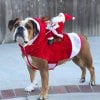 ⚡⚡Last Day Promotion 48% OFF -  Pet Christmas Clothes(🔥🔥BUY 2 FREE SHIPPING)