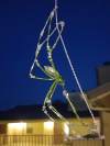Garden Spider Ornament