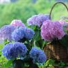 🔥Last Day Sale - 60% OFF💐Outdoor Artificial Hydrangea Flowers