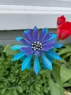🎖️July 4th Flash Sale: 70% OFF Sitewide! 🌻Zinnia Metal Garden Stake🌼 Yard Decoration, Metal Art🪴