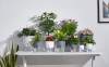 ⏰Last Day Promotion- SAVE 70%🏠Self Watering Plant Pot