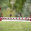 (Last Day Promotion - 49% OFF) Hummingbird Feeder, BUY 2 FREE SHIPPING