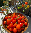 🔥Last Day Promotion 50% OFF🔥Colorful Dwarf Tomatoes-Four Seasons Potted Plants