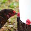 Horizontal Side Mount Chicken Waterer